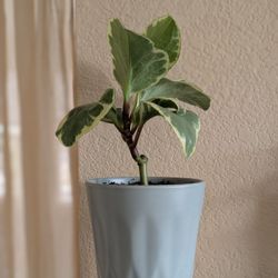 Healthy Beautiful Indoor Plant(Peperomia)