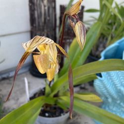 paphiopedilum Mt. Toro Orchid