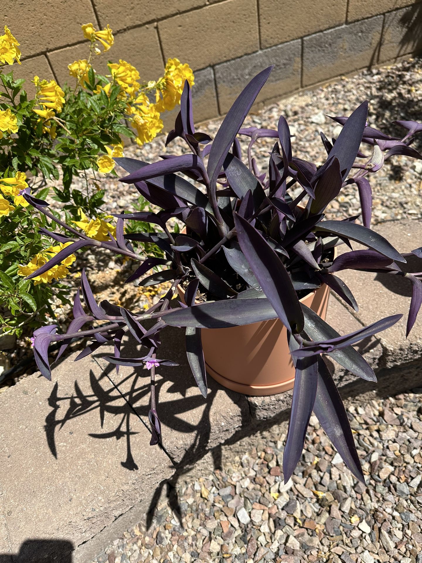 Beautiful Blooming Purple Heart Plant