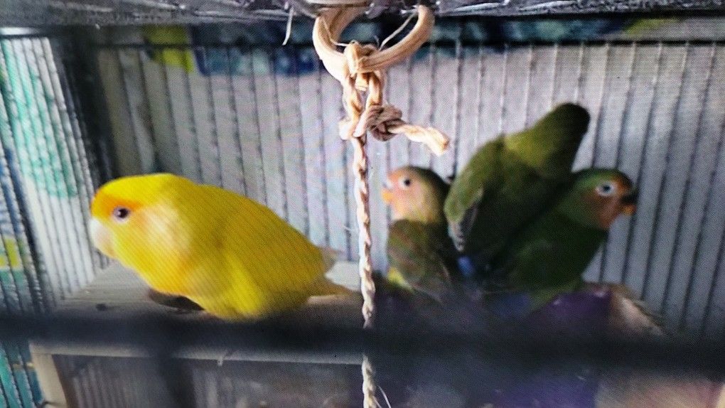Tall Big 🕊️ Birds Cage For Big & Small lbirds Heavy Duty Cage