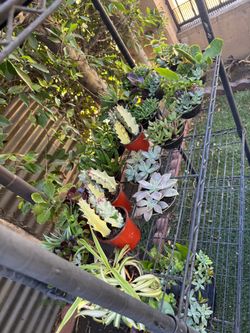 Pretty Succulent Arrangement
