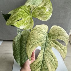 Monstera White Monster