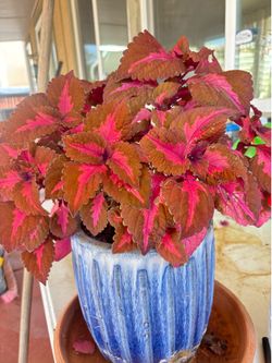 Plants