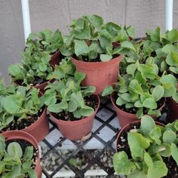 Cantaloupe Melon Plant In 3"Pots 