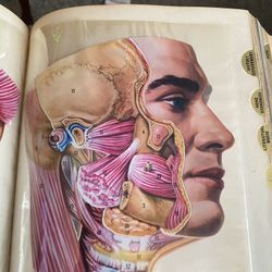 American Peoples Encyclopedia 1955