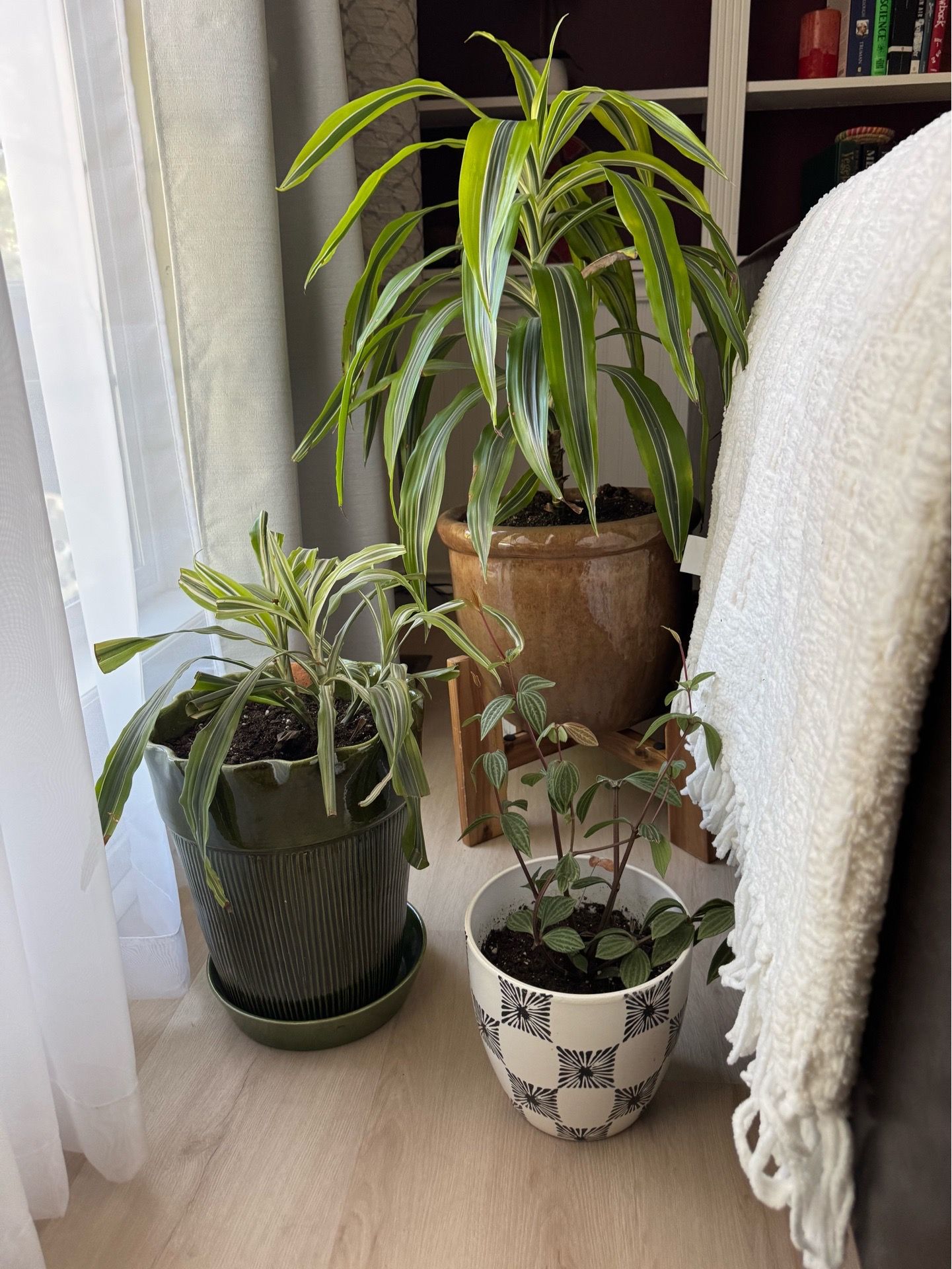 Natural plant all for $45
