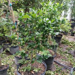 Gardenia Trees 15gl $85