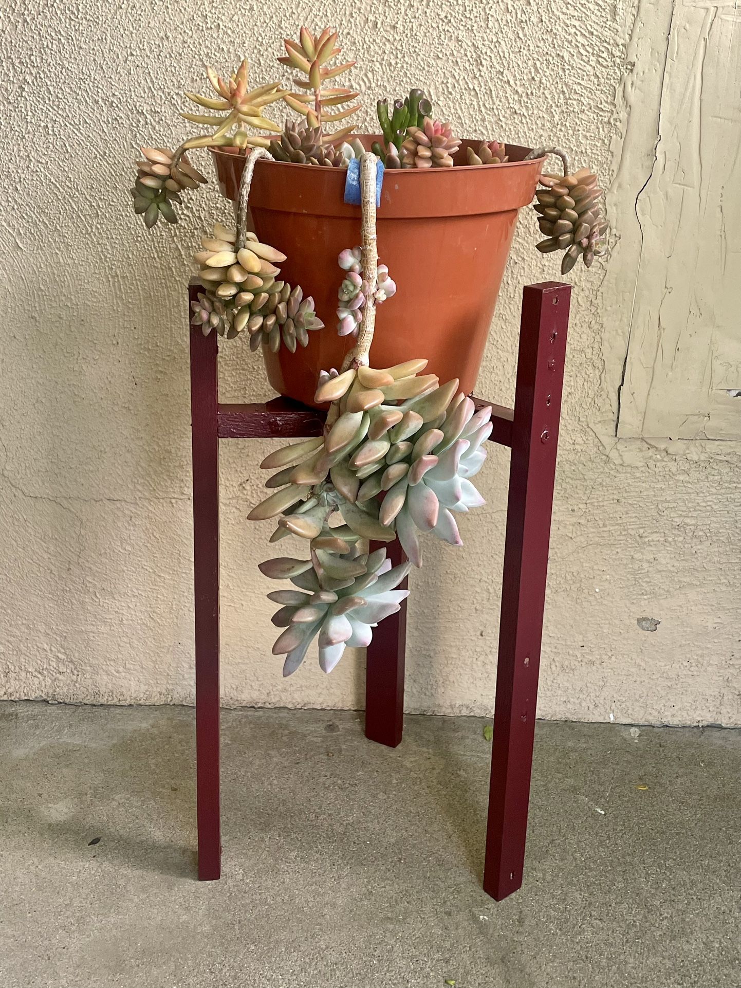 Plant Stand w/ Succulents