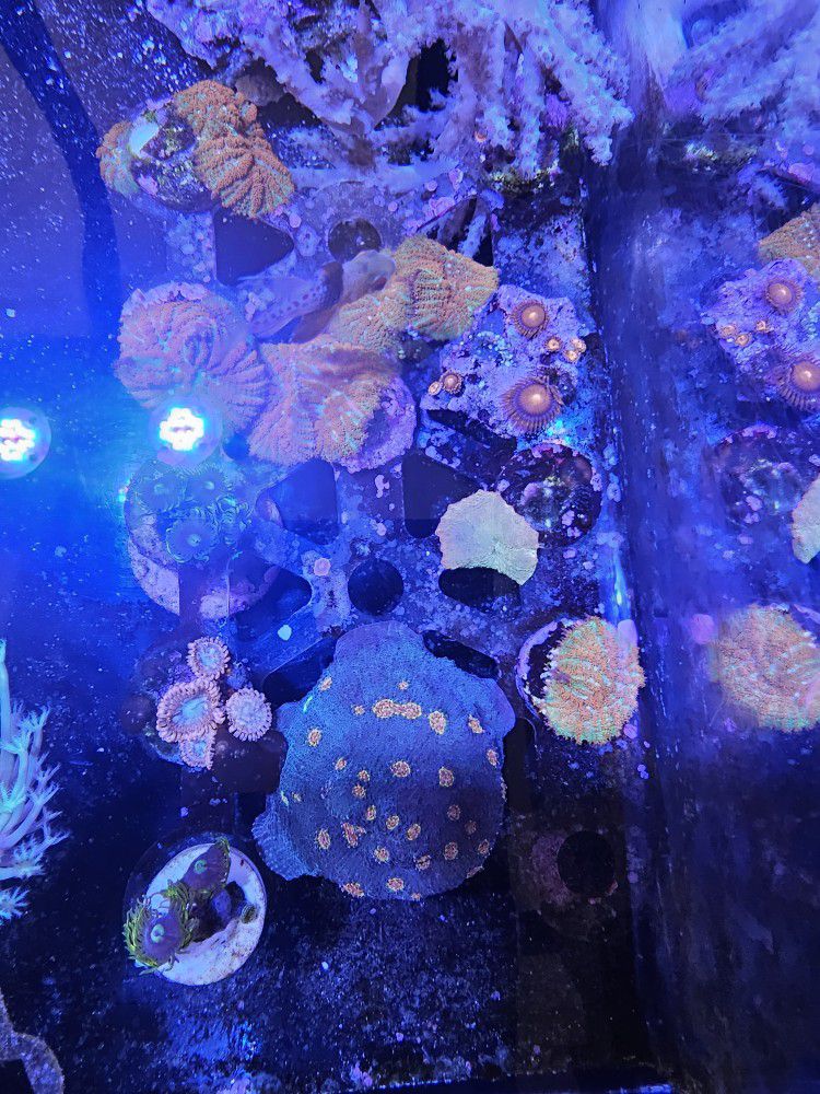 Aquarium  Decor 