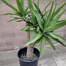 Yucca Cane