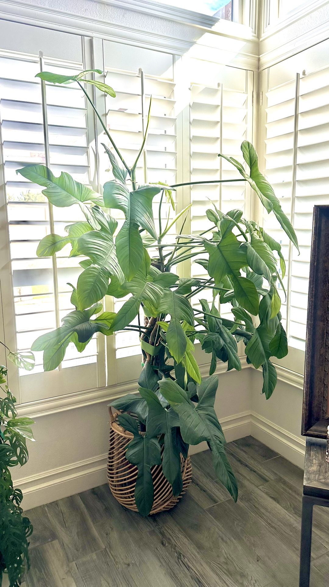 Giant Horsehead Philodendron Plant Tree