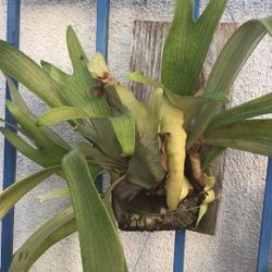 Staghorn Fern