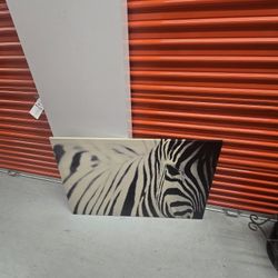 Zebra Picture