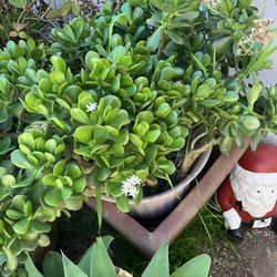 Jade Plant In Large Pot 
