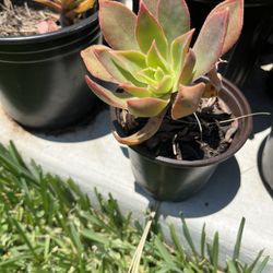 East African House Leek Succulent – $5 each | Bulk Deals Available!