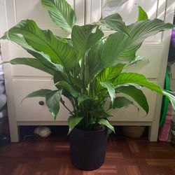 Large Pece Lily In A 10 Inch Pot 