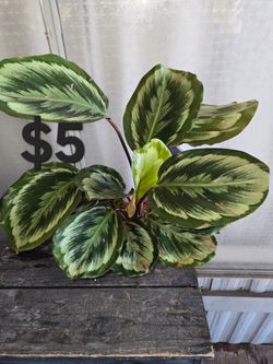 Calathea