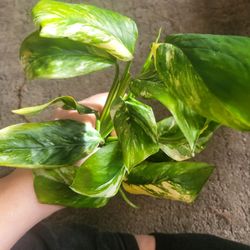 Monstera Lecheriana Variegated 