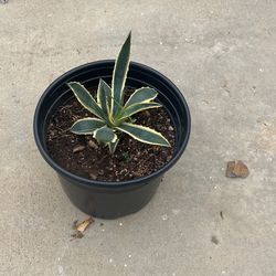 American Agave