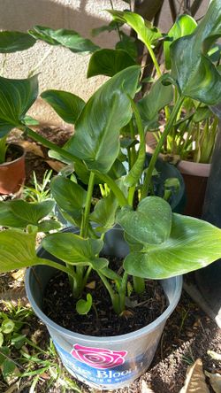 Calla Lily Valley