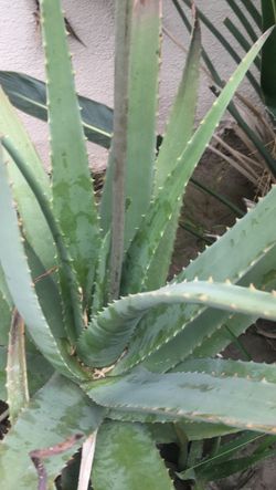 Alovera for sale