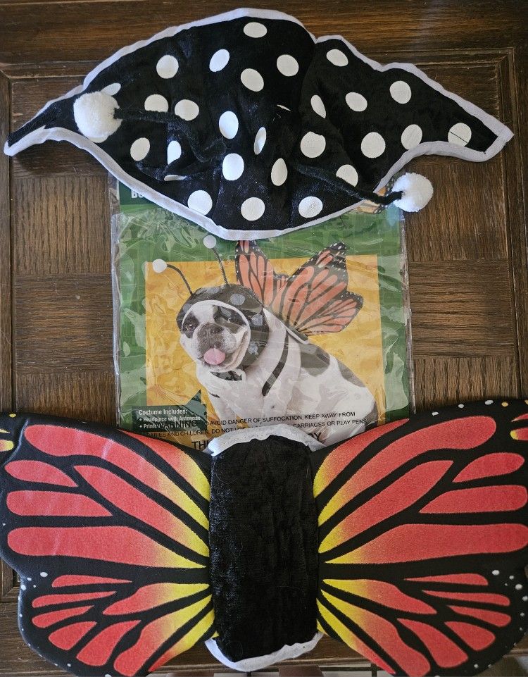 Butterfly Dog Costume Set From Animal Planet Size Medium
