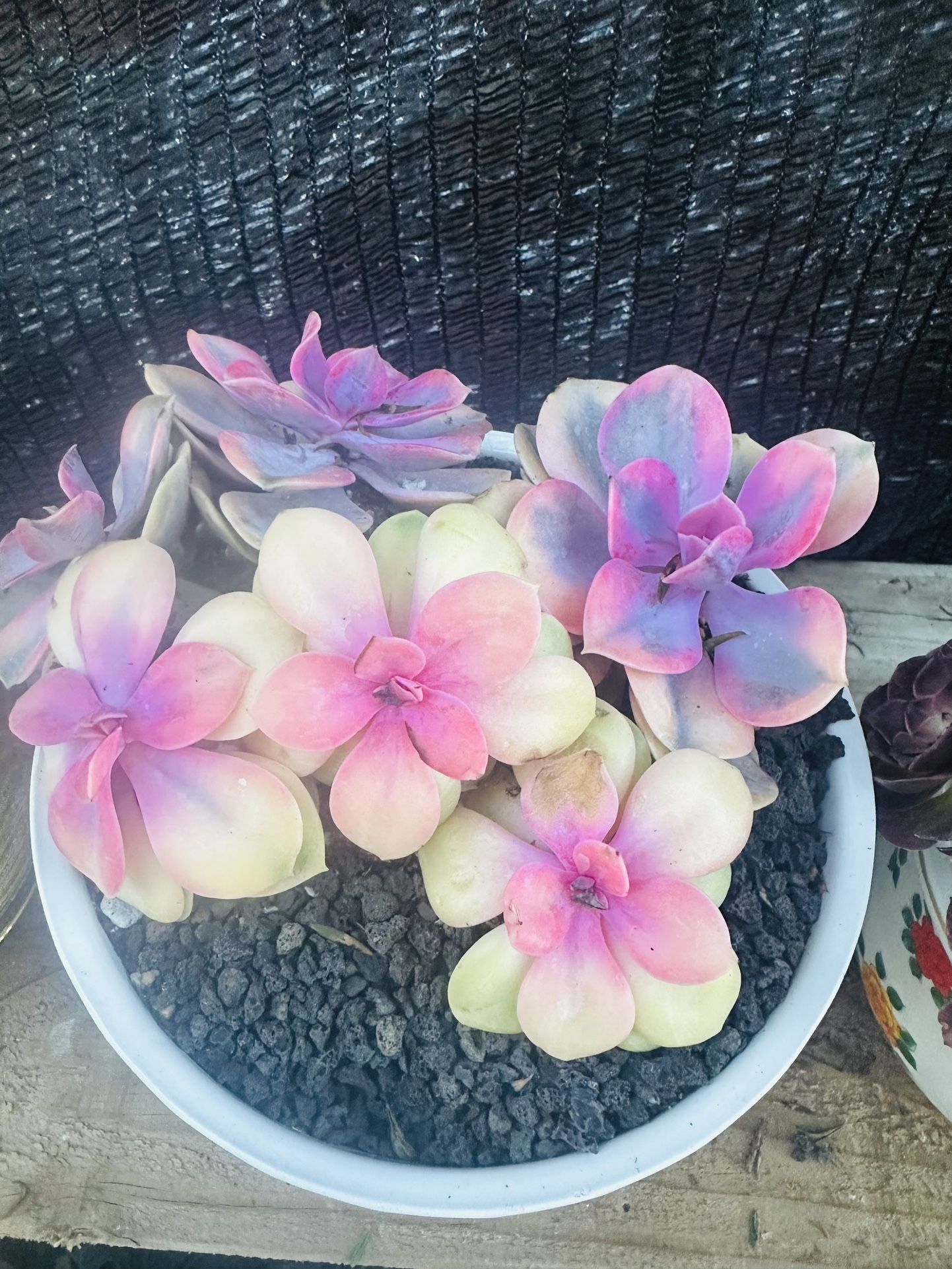 Succulent Korea Rainbow