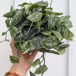 Scindapsus Pictus Argyraeus Silver Satin Pothos Plant 6" Pot - Indoor House Plants