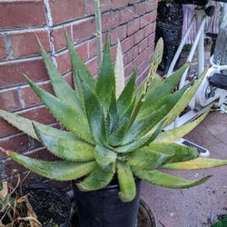 Aloe Vera Plant 