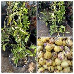 PEPINO MELON DULCE MELON PEAR TREE PLANT 人參菓 1 GALLON POT LIVE PLANT VERY HEALTHY FRUIT  $10 EACH PLANT  Cash only  