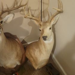 Buck Shoulder Mounts 