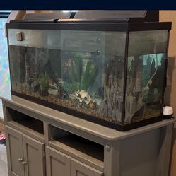 65 gallons fish tank
