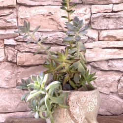 🎁Cute succulents Arrangement In Elephant Pot 4"H.