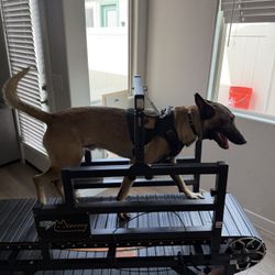 Dog Treadmill 