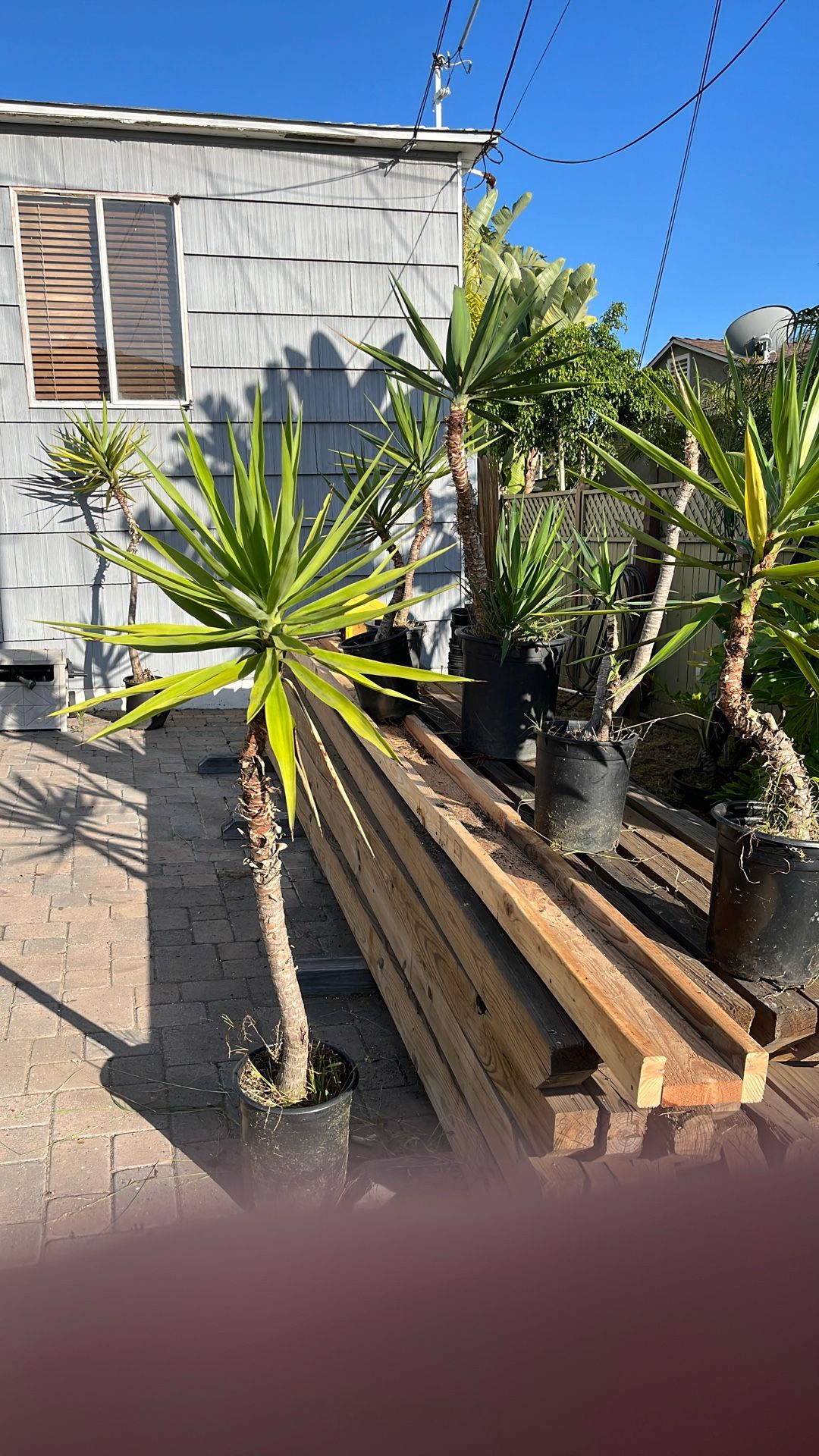 Joshua Trees Well Established At $15 Each