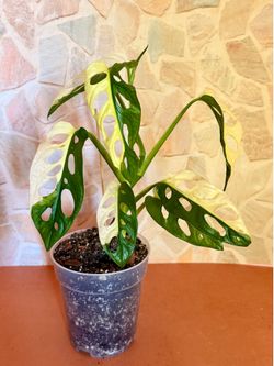 Monstera Adansonii Albo Plant - 5inch