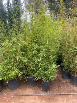 5 Gallon Size- Bamboo Plants- Multiple Varieties Available