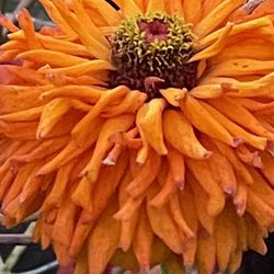 Heat resistant flowers to plant 