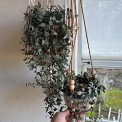 More Plants For Sale 