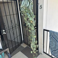 House Plant