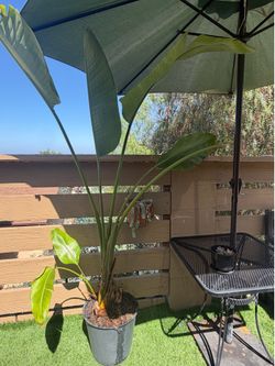 7 foot big bird paradise live plant 🌱 for only 50 dollars