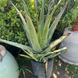Aloe Vera - 3 foot tall -