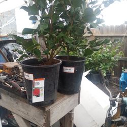 Camiellia Kramer's Supreme