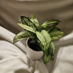 Fake Plant 