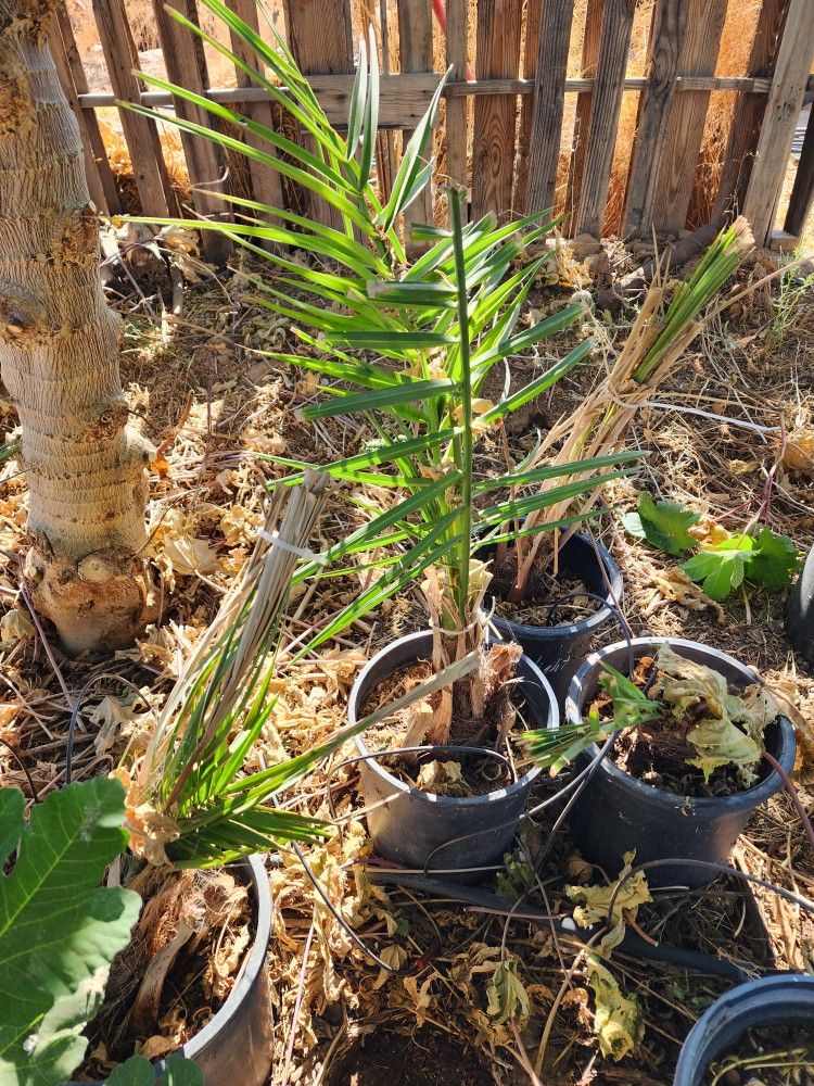 Black Sphinx Date Palm Offshoots. Rooted