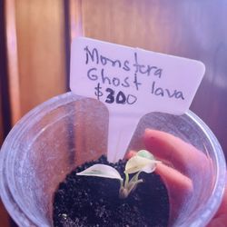 Monstera Lava Ghost