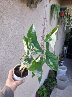 Variegated Syngonium Albo Plant $25
