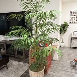 Faux Palm Tree Like