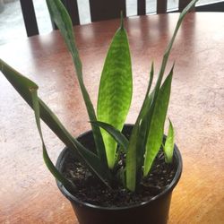 A Snake plant