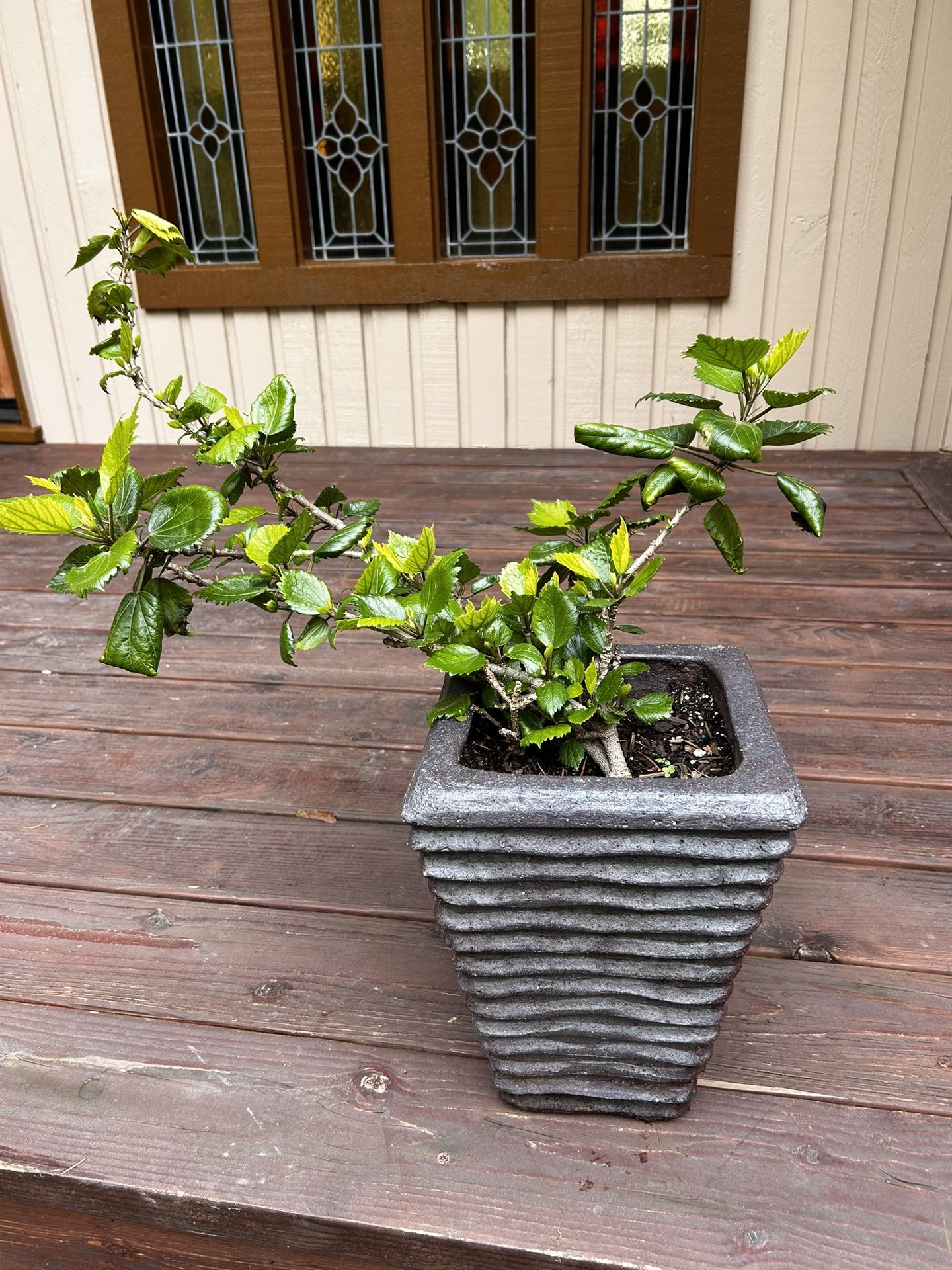 Hibiscus And Plant Pot